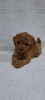Additional photos: Miniature Poodle puppies