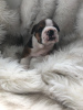 Additional photos: Vaccinated English Bulldog Puppies available now for Loving homes