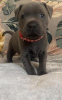 Photo №2 to announcement № 108833 for the sale of american staffordshire terrier - buy in Germany private announcement, from nursery, from the shelter, breeder