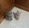 Photo №1. british shorthair - for sale in the city of Helsinki | Is free | Announcement № 119392