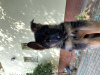 Photo №1. german shepherd - for sale in the city of Ostrów Wielkopolski | negotiated | Announcement № 67267