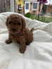 Photo №3. Mini poodle puppies for sale. Germany