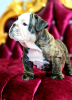 Additional photos: English bulldog babies