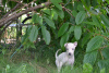 Photo №1. italian greyhound - for sale in the city of Brest | 800$ | Announcement № 23210