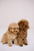 Photo №2 to announcement № 44608 for the sale of poodle (toy) - buy in Germany breeder