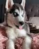 Photo №1. siberian husky - for sale in the city of Sofia | 338$ | Announcement № 78617