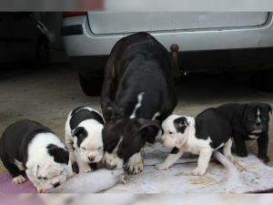 Photo №4. I will sell english bulldog in the city of Marlow. private announcement, from nursery, breeder - price - 720$