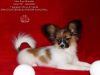 Photo №1. papillon dog - for sale in the city of Saratov | negotiated | Announcement № 39356