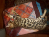 Photo №2 to announcement № 7946 for the sale of bengal cat - buy in Russian Federation from nursery