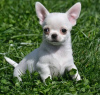 Photo №3. CHIHUAHUA PUPPYS FOR SALE. Canada