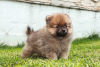 Photo №4. I will sell pomeranian in the city of Франкфурт-на-Майне. breeder - price - 423$