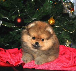 Photo №1. german spitz - for sale in the city of Kazan | 2101$ | Announcement № 4860