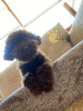 Photo №1. poodle (dwarf) - for sale in the city of Kiev | negotiated | Announcement № 11702