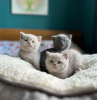 Photo №1. british shorthair - for sale in the city of Schaanwald | Is free | Announcement № 120713