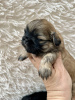 Photo №1. shih tzu - for sale in the city of Los Angeles | 250$ | Announcement № 99263