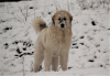 Additional photos: Pyrenean mountain dog puppies