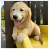 Photo №3. Golden Retriever puppies for adoption. Germany