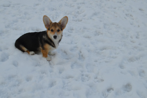Photo №2 to announcement № 5711 for the sale of welsh corgi - buy in Russian Federation from nursery