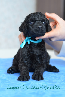 Photo №1. poodle (toy) - for sale in the city of Yaroslavl | Negotiated | Announcement № 1407