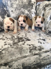 Photo №1. english bulldog - for sale in the city of Vienna | 317$ | Announcement № 75992