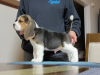 Additional photos: Beautiful Beagle puppies