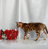 Photo №4. I will sell bengal cat in the city of Minsk. private announcement, from nursery, breeder - price - 189$