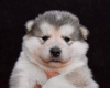 Photo №3. Alaskan Malamute puppies. Serbia