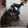 Photo №3. Doberman puppies for adoption. Spain