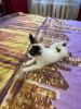 Photo №4. I will sell papillon dog in the city of Minsk. private announcement - price - 600$