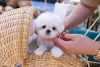 Photo №1. maltese dog - for sale in the city of Stockholm | Is free | Announcement № 84889