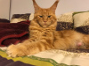 Photo №1. maine coon - for sale in the city of Berlin | 486$ | Announcement № 77784