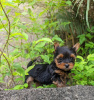 Photo №4. I will sell yorkshire terrier in the city of Vienna. private announcement - price - 400$
