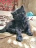 Photo №3. Selling a kitten (girl). Uzbekistan