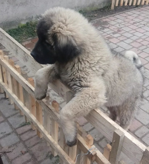Additional photos: Caucasian Shepherd Dogs, 2 months old puppies, with KSU / FCI metric