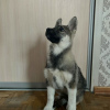 Photo №2 to announcement № 79265 for the sale of non-pedigree dogs - buy in Russian Federation private announcement