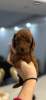 Photo №3. Miniature Toy Poodle Puppies. Serbia