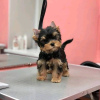 Photo №3. New Top Quality Yorkshire terrier puppies.. United States