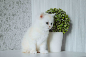 Photo №3. Chic british kittens. Belarus