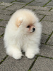 Additional photos: Pomeranian