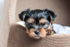 Photo №1. yorkshire terrier - for sale in the city of Zagreb | Is free | Announcement № 9253