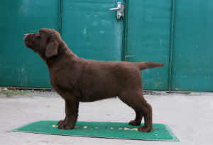 Photo №2 to announcement № 4173 for the sale of labrador retriever - buy in Ukraine from nursery