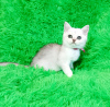 Photo №4. I will sell british shorthair in the city of Pavlograd. breeder - price - 257$
