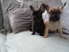 Photo №1. french bulldog - for sale in the city of Nuremberg | 475$ | Announcement № 79564