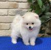 Photo №1. pomeranian - for sale in the city of Berlin | 380$ | Announcement № 120028