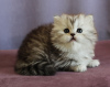 Photo №2 to announcement № 9489 for the sale of british longhair - buy in Russian Federation breeder