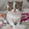 Photo №2 to announcement № 108931 for the sale of british shorthair - buy in Germany from nursery