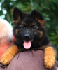 Additional photos: Puppy. German Shepherd.