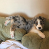 Photo №2 to announcement № 89556 for the sale of australian shepherd - buy in Germany private announcement, from nursery, from the shelter, breeder