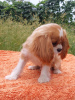 Photo №2 to announcement № 105945 for the sale of cavalier king charles spaniel - buy in Germany breeder