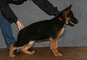 Photo №4. I will sell german shepherd in the city of St. Petersburg.  - price - negotiated